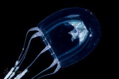 Hydromedusa - Anthoathecata - Pandeopsis cf. ikarii