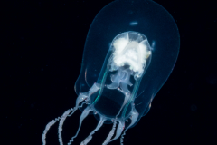 Hydromedusa - Anthoathecata - Pandeopsis cf. ikarii