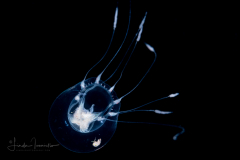 Hydromedusa - Anthoathecata - Pandeopsis prolifera