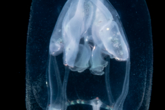 Hydromedusa - Anthoathecata - Pandeopsis prolifera