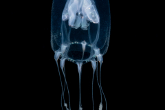 Hydromedusa - Anthoathecata - Pandeopsis prolifera