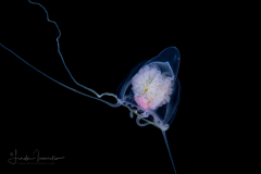 Hydromedusa - Anthoathecata - Cirrhitiara superba