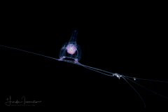 Hydromedusa - Anthoathecata - Cirrhitiara superba