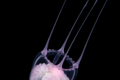 Hydromedusa - Anthoathecata - Cirrhitiara superba
