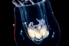 Hydromedusa - Anthoathecata - Pandeopsis prolifera