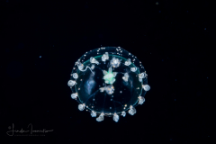 Hydromedusa - Anthoathecata - Proboscidactyla gemmifera