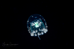 Hydromedusa - Anthoathecata - Proboscidactyla gemmifera