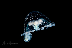 Hydromedusa - Anthoathecata - Proboscidactyla gemmifera