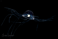 Hydromedusa - Anthoathecata - Proboscidactyla gemmifera