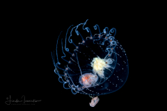 Hydromedusa - Anthoathecata - Proboscidactyla ornata