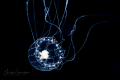 Hydromedusa - Anthoathecata - Proboscidactyla ornata