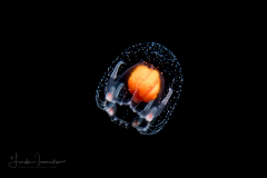 Hydromedusa - Anthoathecata - Thecocodium quadratum