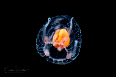Hydromedusa - Anthoathecata - Thecocodium quadratum