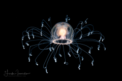 Hydromedusa - Anthoathecata - Turritopsis nutricula