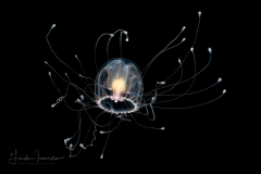 Hydromedusa - Anthoathecata - Turritopsis nutricula