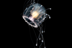 Hydromedusa - Anthoathecata - Turritopsis nutricula