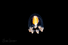 Hydromedusa - Anthoathecata - Podocoryna martinicana