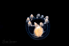 Hydromedusa - Anthoathecata - Podocoryna martinicana