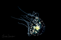 Hydromedusa - Anthoathecata - Proboscidactyla gemmifera