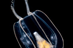 Hydromedusa - Anthoathecata - Apatizanclea mayeri