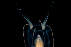 Hydromedusa - Anthoathecata - Zanclea mayeri