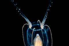 Hydromedusa - Anthoathecata - Apatizanclea mayeri