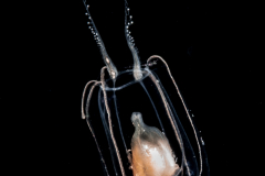 Hydromedusa - Anthoathecata - Apatizanclea mayeri