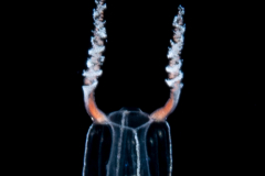 Hydromedusa - Anthoathecata - Zanclea sp.