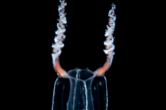 Hydromedusa - Anthoathecata - Zanclea cf. bomala
