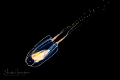 Hydromedusa - Anthoathecata - Zanclea species