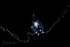 Hydromedusa - Anthoathecata - Zancleopsis dichotoma