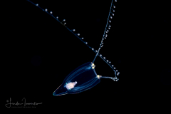 Hydromedusa - Anthoathecata - Zancleopsis dichotoma