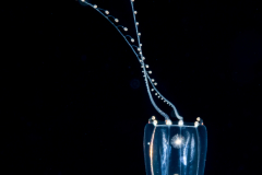 Hydromedusa - Anthoathecata - Zancleopsis dichotoma