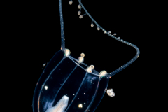 Hydromedusa - Anthoathecata - Zancleopsis dichotoma
