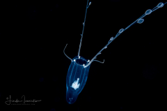 Hydromedusa - Anthoathecata - Zancleopsis grandis