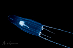 Hydromedusa - Anthoathecata - Zancleopsis grandis