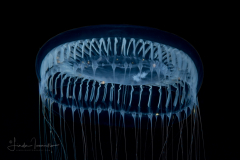 Hydromedusa - Leptothecata - Aequorea neocyanea