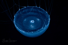 Hydromedusa - Leptothecata - Aequorea neocyanea