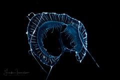 Hydromedusa - Leptothecata - Aequorea taiwanensis
