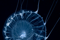 Hydromedusa - Leptothecata - Aequorea taiwanensis