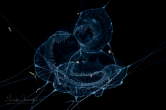 Hydromedusa - Leptothecata - Aequorea taiwanensis