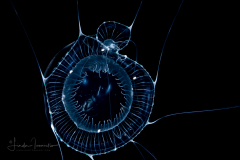 Hydromedusa - Leptothecata - Aequorea taiwanensis