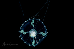 Hydromedusa - Leptothecata - Clytia linearis