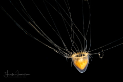 Hydromedusa - Leptothecata - Dichotomia cannoides