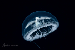 Hydromedusa - Leptothecata - Laodicea undulata