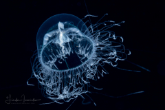 Hydromedusa - Leptothecata - Laodicea undulata