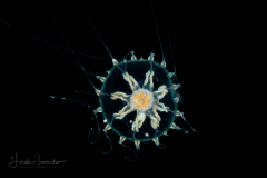 Hydromedusa - Leptothecata - Melicertissa clavigera