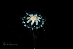 Hydromedusa - Leptothecata - Melicertissa clavigera