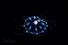 Hydromedusa - Leptothecata - Melicertissa mayeri