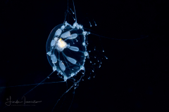 Hydromedusa - Leptothecata - Melicertissa mayeri